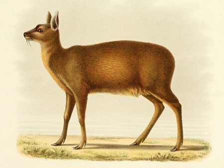 Musk Deer