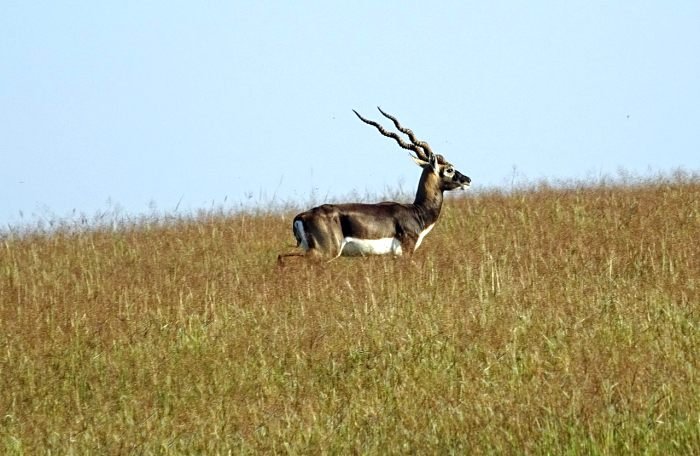 Photo of Blackbuck Meaning In Hindi- काला हिरन से जुडी जानकारी