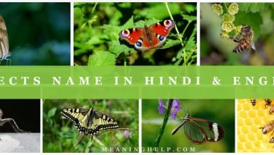 Photo of Insects Name In Hindi English – कीड़ों के नाम (Photo)